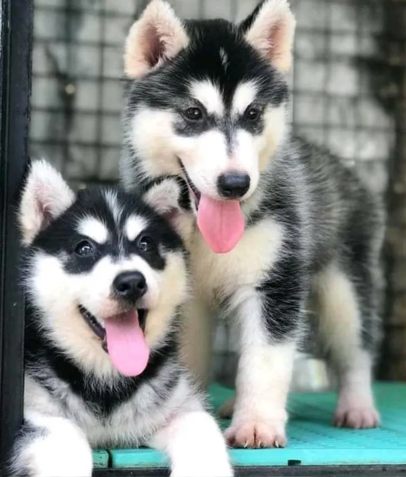 Los Angeles Animal Services promotes and protects the health safety and welfare of animals and people